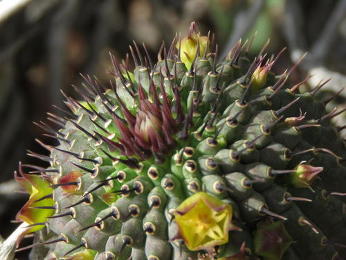 Hoodia flava (N.E.Br.) Plowes 2