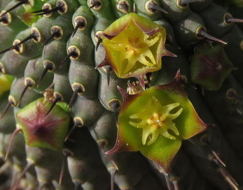 Hoodia flava (N.E.Br.) Plowes 3