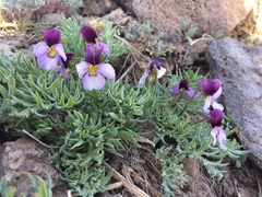 Viola beckwithii