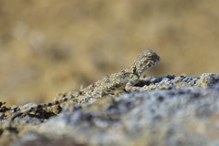 Phrynocephalus helioscopus