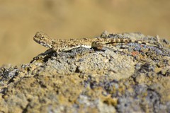 Phrynocephalus helioscopus