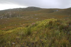 Pelargonium cucullatum strigifolium