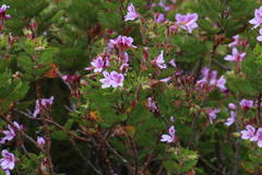 Pelargonium cucullatum strigifolium