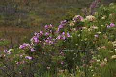 Pelargonium cucullatum strigifolium