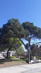Pinus pinea