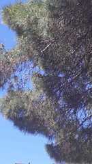 Pinus pinea