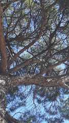 Pinus pinea