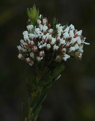 Agathosma bifida