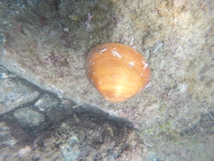 Megapitaria aurantiaca