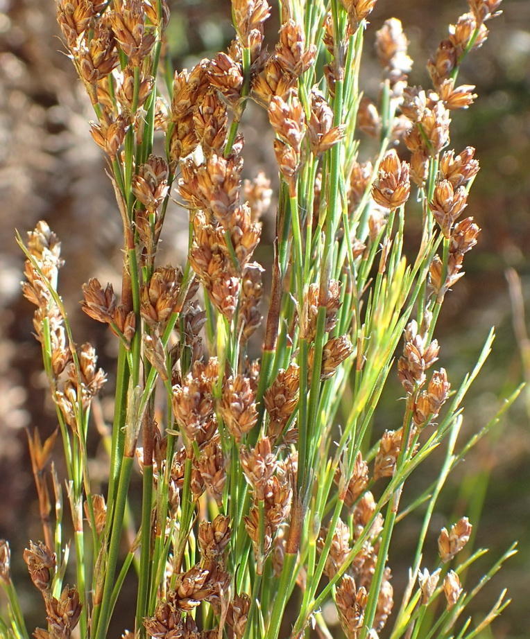 Anglereeds