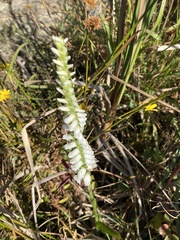 Spiranthes bightensis
