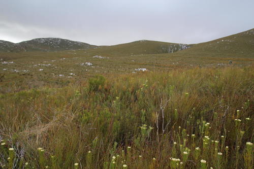 Roridula gorgonias (Roridula gorgonias)