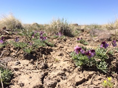 Viola beckwithii