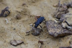 Colposcelis longicollis