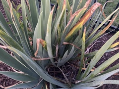 Iris × hybrida