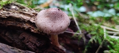 Lepiota fuscovinacea