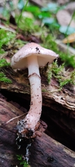 Lepiota fuscovinacea