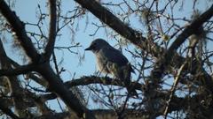 Coracina caesia caesia