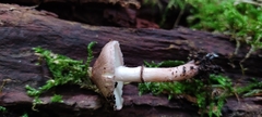 Lepiota fuscovinacea
