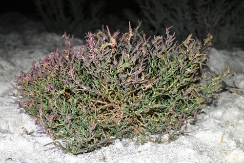 Salicornia europaea iNat (2)