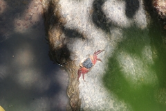 Metopograpsus latifrons