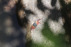 Metopograpsus latifrons