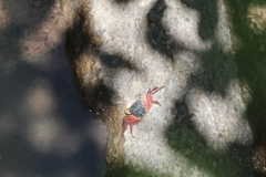 Metopograpsus latifrons
