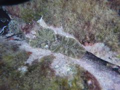 Actinostella bradleyi