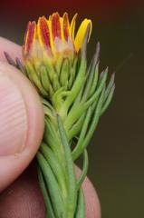 Ursinia quinquepartita