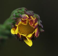 Ursinia quinquepartita