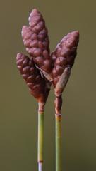 Nevillea obtusissima