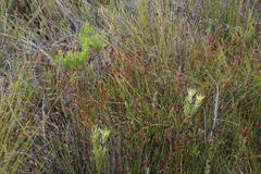Nevillea obtusissima