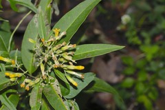 Cestrum aurantiacum
