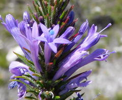 Merciera azurea