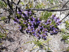 Merciera azurea