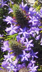 Merciera azurea