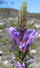 Merciera azurea