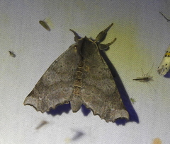 Olceclostera seraphica