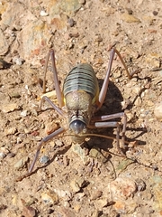 Lluciapomaresius asturiensis