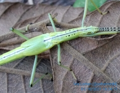 Tithonophasma tithonus