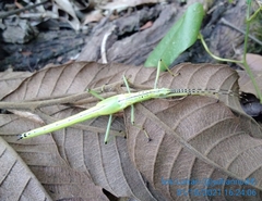 Tithonophasma tithonus