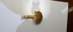 Basidiomycota