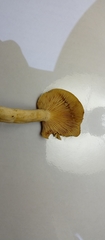 Basidiomycota