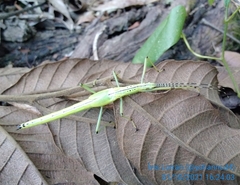 Tithonophasma tithonus