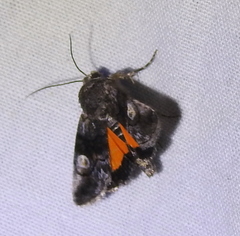 Copanarta aurea