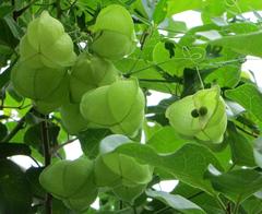 Cardiospermum halicacabum halicacabum