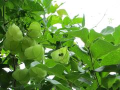 Cardiospermum halicacabum halicacabum