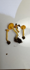 Basidiomycota