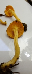 Basidiomycota