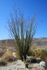Ocotillo Family - Photo (c) Ken-ichi Ueda, some rights reserved (CC BY)